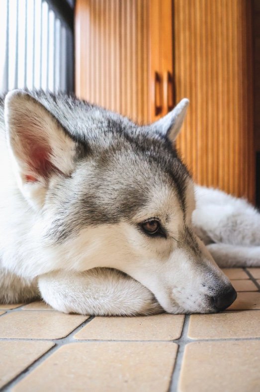 提供：スカイさん