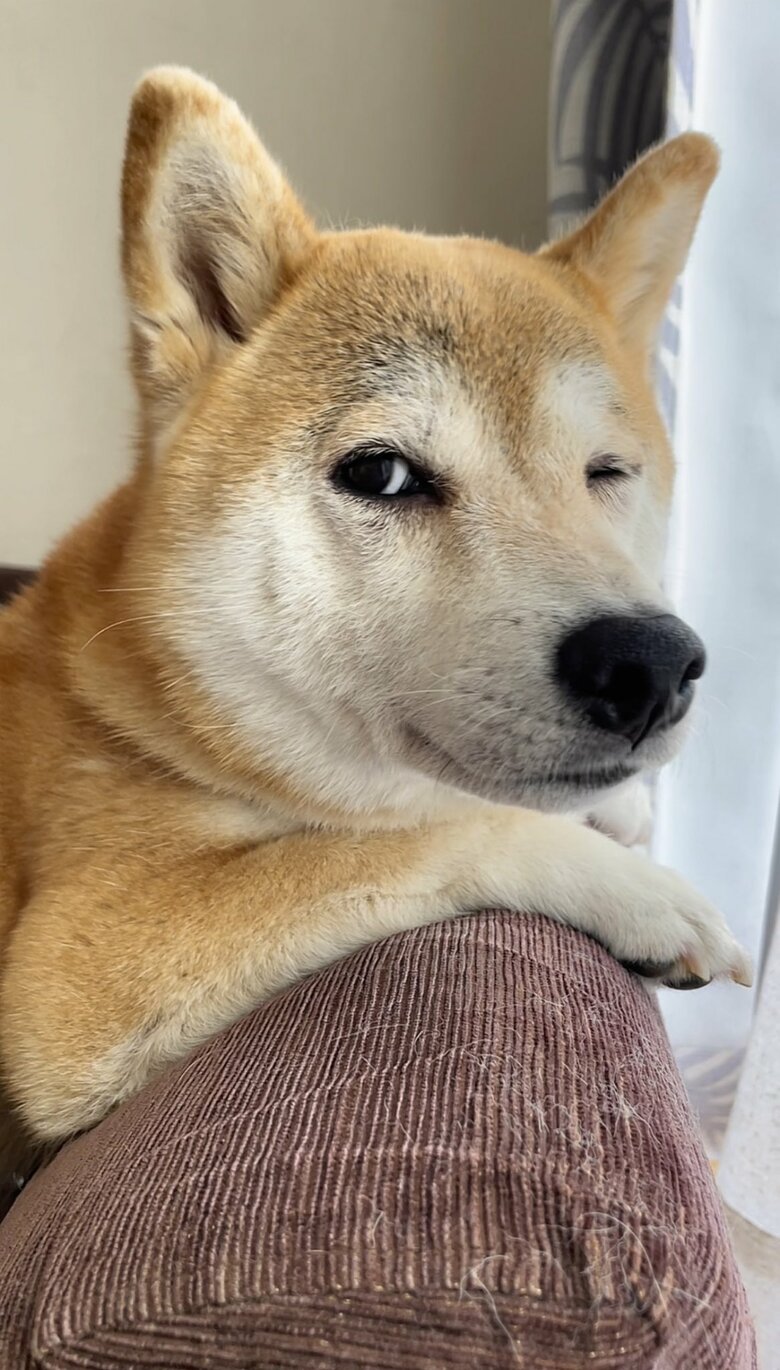 そろそろ散歩の時間だと“犬離れ”した合図で知らせてくる（提供：柴犬ももさん