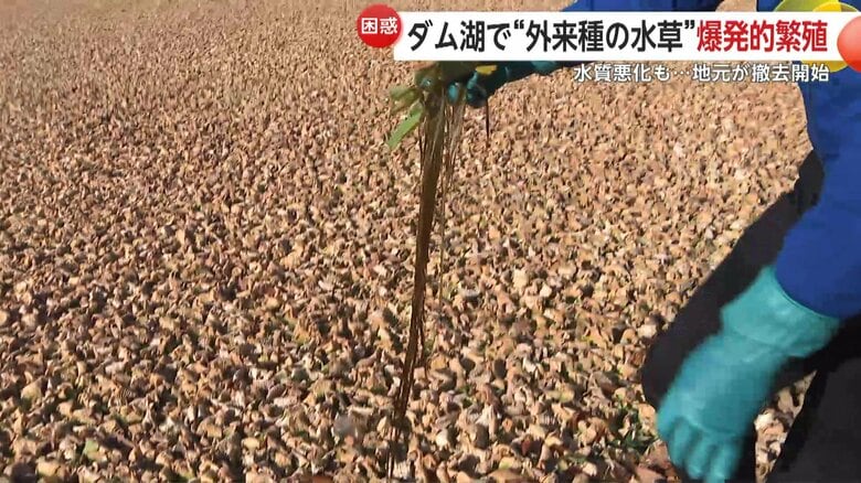 ボタンウキクサを手に取る記者。根は1m以上ある。