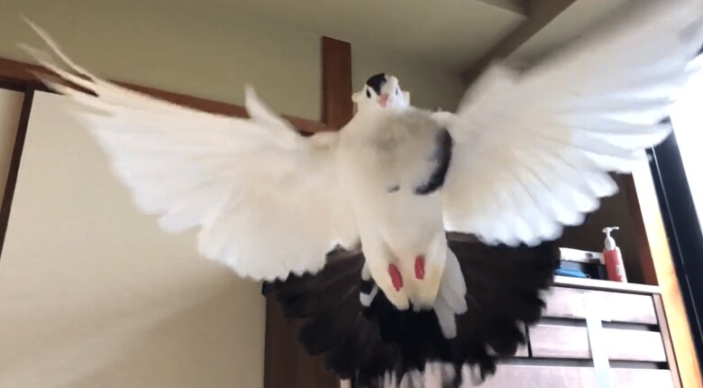 飼い主さんめがけて！