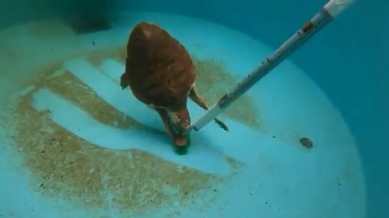 それがだんごちゃん。ブラシに夢中といった様子