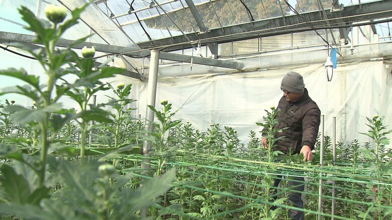 キクは他の花より温度を高く保つ必要がある