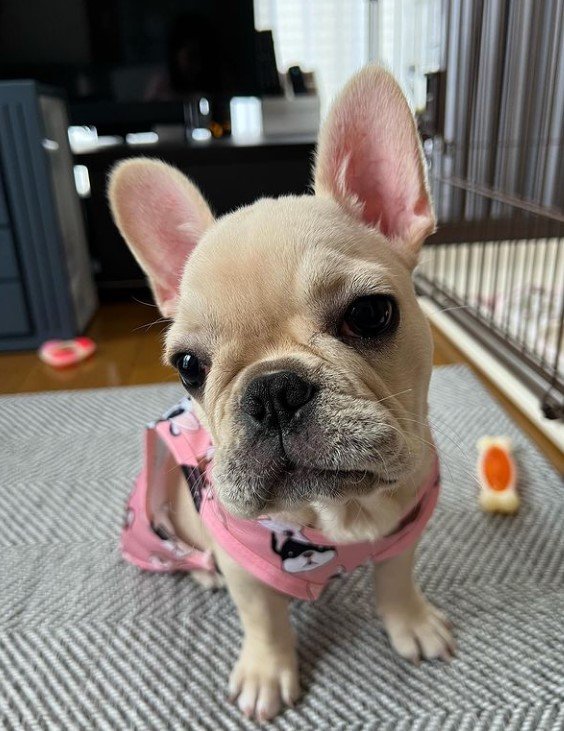 提供：みるくちゃん