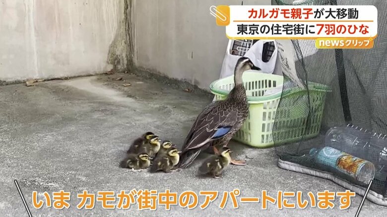 迷い込んだカルガモの親子（16日、東京・杉並区）
