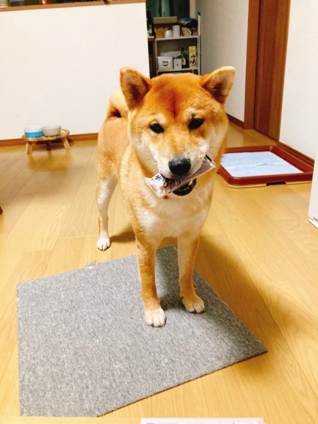 普段の琥太郎くん