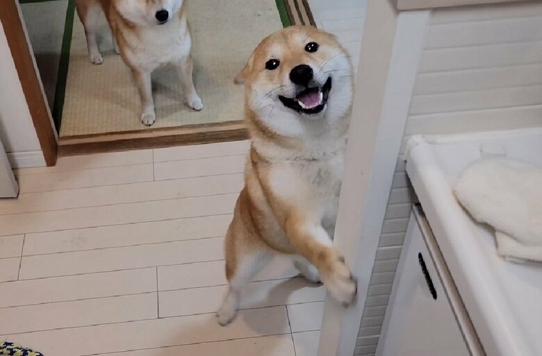 遊んで！とイカ耳になっているわらびちゃん