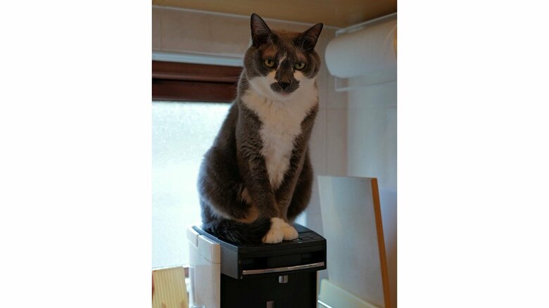 ポットの上に乗るどろぼうひげくん。これもアピール…？