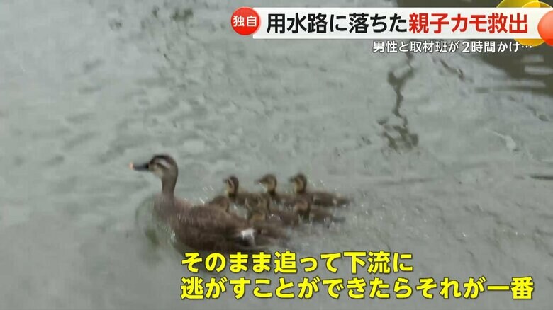 佐賀市の用水路から抜け出せなくなったカモの親子