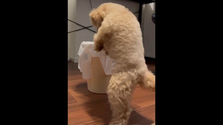 二足歩行となり、ごみ箱の周囲を回り始めた