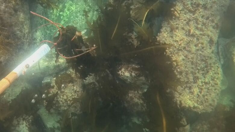「ねじり鎌」を使ったワカメの収穫