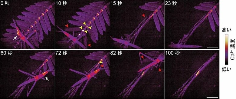 バッタの食害によって起こるシグナルと葉の高速運動（画像提供：埼玉大学　豊田正嗣教授）