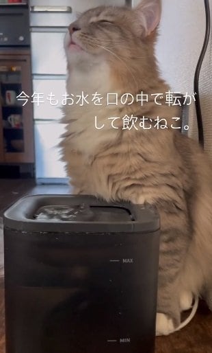 お水を味わって飲むあくびくん