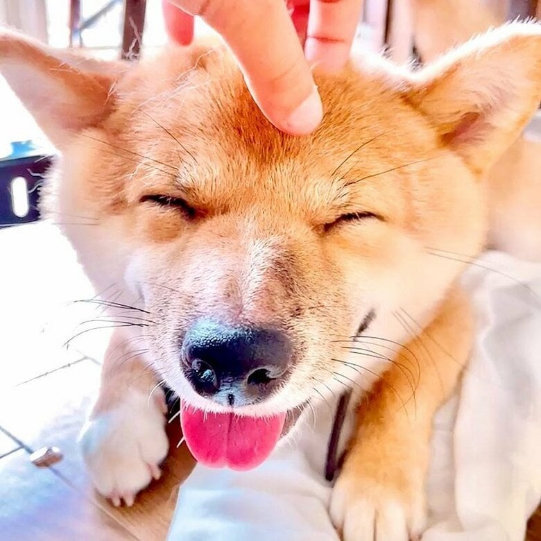 なでなでされてうれしそう