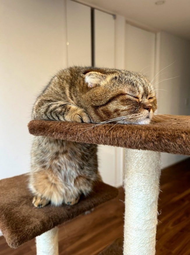 別の日のたぬ吉くん。この日もあと一歩のところで撃沈