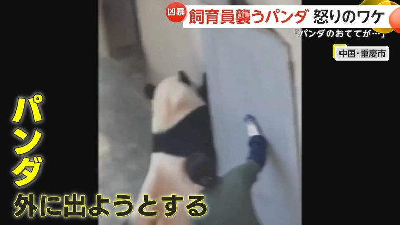 右前足をドアに挟まれ攻撃的になったか