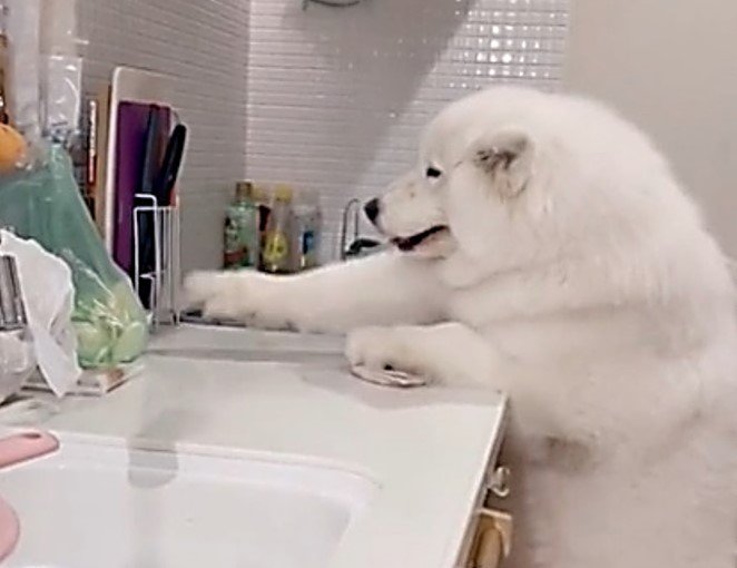 提供：ibukimama38さん