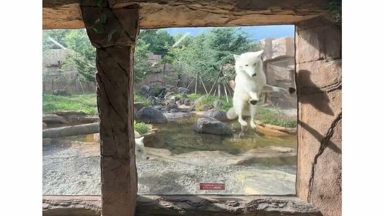 左右にウロウロ、窓に飛び跳ねたり大はしゃぎ！（提供：那須どうぶつ王国）