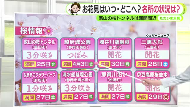 静岡県内の桜名所　ソメイヨシノ開花状況＆満開予想日は　お花見日和はいつ【静岡・ただいま天気　3/23】