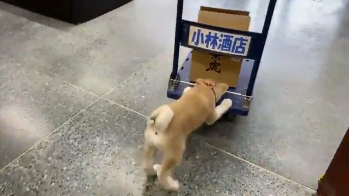 今日も配達忙し忙し 台車を押す酒店 看板犬 がかわいい 普段から働き者 店主に聞いてみた