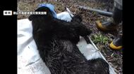 津山市で体長１３４センチのオスのツキノワグマ捕獲　イノシシ用のわなにかかる【岡山】