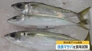 高水温に強い養殖マサバの食味試験　天然ものと食べ比べ　福井県や関西電力が2023年から共同研究　ブランド魚として商品化へ