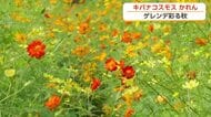 キバナコスモスが見頃、南砺市のスキー場で週末まつり　11日は朝の雨に注意【気象予報士 解説】