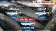 海水温上昇で危機　小浜の“ブランドサバ”養殖　復活期して高温に強いハイブリッド種創出へ　福井県立大と水産業者「さばイバル・プロジェクト」始動