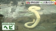 2025巳年　幸運を呼ぶ白ヘビと年男・年女の動物たち　白ヘビの体にはハート型の模様が　愛媛県立とべ動物園