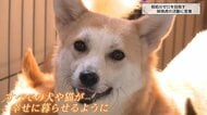 「小さな命を諦めない」純血種や被災犬も…年間約350匹の保護犬や保護猫を新しい家族へ繋ぐNPO法人「咲桃虎」