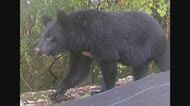 クマ出没相次ぐ　大町温泉郷では7日朝も2件の目撃　飯山市では「緊急銃猟」訓練　安全な実施のための手順を確認