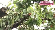 今年初のクマによる食害　収穫前のサクランボ30kg食べられる 　木に登って食べたか・折られた枝が散乱【山形発】