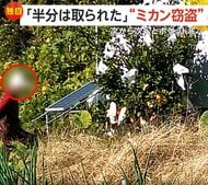 次々とエプロンのポケットに…“ミカン泥棒”カメラが捉えた犯行の一部始終　9月から複数回被害　神奈川・相模原市