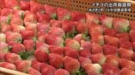 球磨郡あさぎり町でイチゴの出荷が最盛期【熊本】