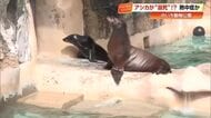 のいち動物公園のアシカが溺死、熱中症による意識障害か　過去にも2度の死亡事例【高知】