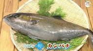 【瀬戸内旬紀行】見た目はメタリックブラック…今が「旬」カンパチの魅力を徹底解剖【岡山・香川発】