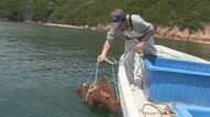 漁獲量回復に向けた取り組み、徐々に効果が…高松市でイイダコの「産卵床」約３万７０００個を放流【香川】