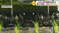 華やかな香り…愛媛のブランド米「ひめの凜」 西条市で田植え始まる【愛媛】