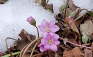 “春の使者”咲くも、再び‟冬の嵐”も…「花粉」はいつから注意すべき? 気象庁が最新3カ月予報発表