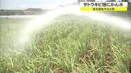 少雨の伊良部島 サトウキビかん水追われる 葉のロール現象も