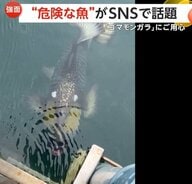 「サメより怖い、この顔見たらご用心」ヒトを襲う凶暴な“ゴマモンガラ”「コイツに襲われて溺れかけた」ダイバーも恐れる危険な魚が沖縄・国頭村に出現