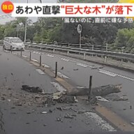 「風もないのに揺れていた」直前の嫌な予感が的中！突然目の前に巨大な木が落下し直撃寸前「まさか落ちてくるとは」　宮崎市