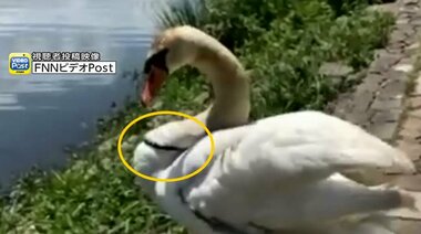 苦しそう…白鳥の首に“謎の黒い輪” ゴミか?いたずらか?野鳥の保護には制度の壁も