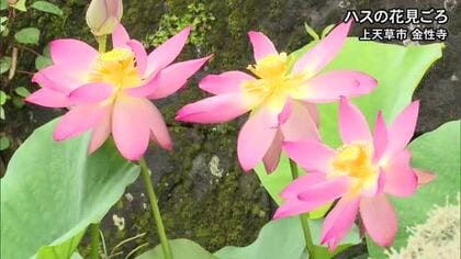上天草市松島町にある金性寺でハスの花が見ごろ【熊本】