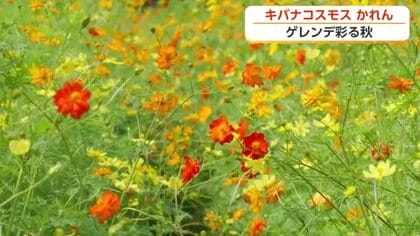 キバナコスモスが見頃、南砺市のスキー場で週末まつり　11日は朝の雨に注意【気象予報士 解説】