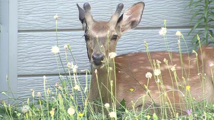 高校に“子ジカ”が9時間以上居座る―体長1.5メートルほど「危害を加えないようゆっくりいてもらえれば」札幌市内で計3件の出没・2024年北海道内でシカと車両の接触事故は過去最多5460件に
