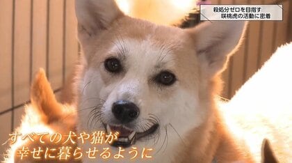 「小さな命を諦めない」純血種や被災犬も…年間約350匹の保護犬や保護猫を新しい家族へ繋ぐNPO法人「咲桃虎」