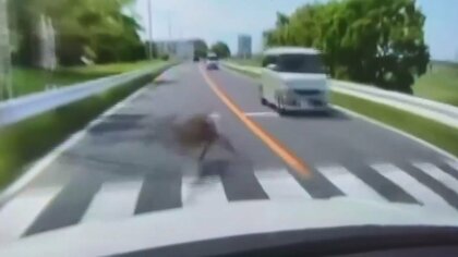 【独自】シカが突然目の前に…多摩川近くの道路に飛び出し車と衝突　「なぜこの場所に？」運転手驚き