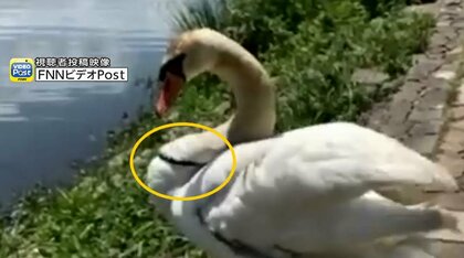 苦しそう…白鳥の首に“謎の黒い輪” ゴミか？いたずらか？野鳥の保護には制度の壁も