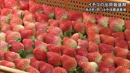球磨郡あさぎり町でイチゴの出荷が最盛期【熊本】