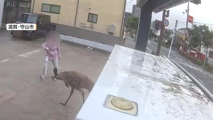 体長2メートルの巨大鳥　“脱走エミュー”が女性に突進　パトカー振り切り逃走も飼育員が捕獲　扉の施錠に問題か　滋賀・守山市
